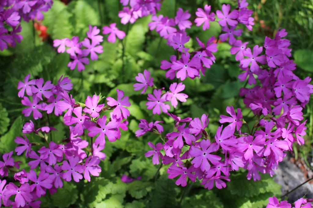 Pension Candytuft Karuizawa Extérieur photo
